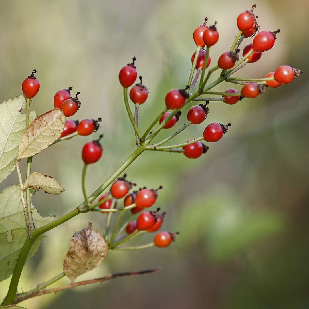 Las 10 Propiedades más increíbles del Aceite de Rosa Mosqueta