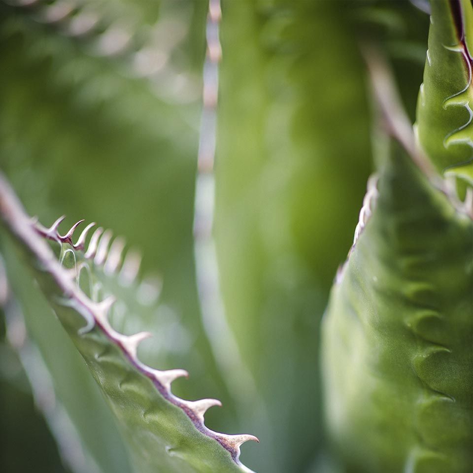 Aloe Vera, descubre el poder regenerador en tu piel