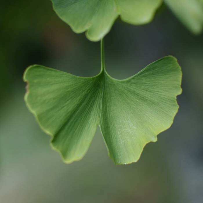 Propiedades y Beneficios del Ingrediente Milenario: Ginkgo Biloba