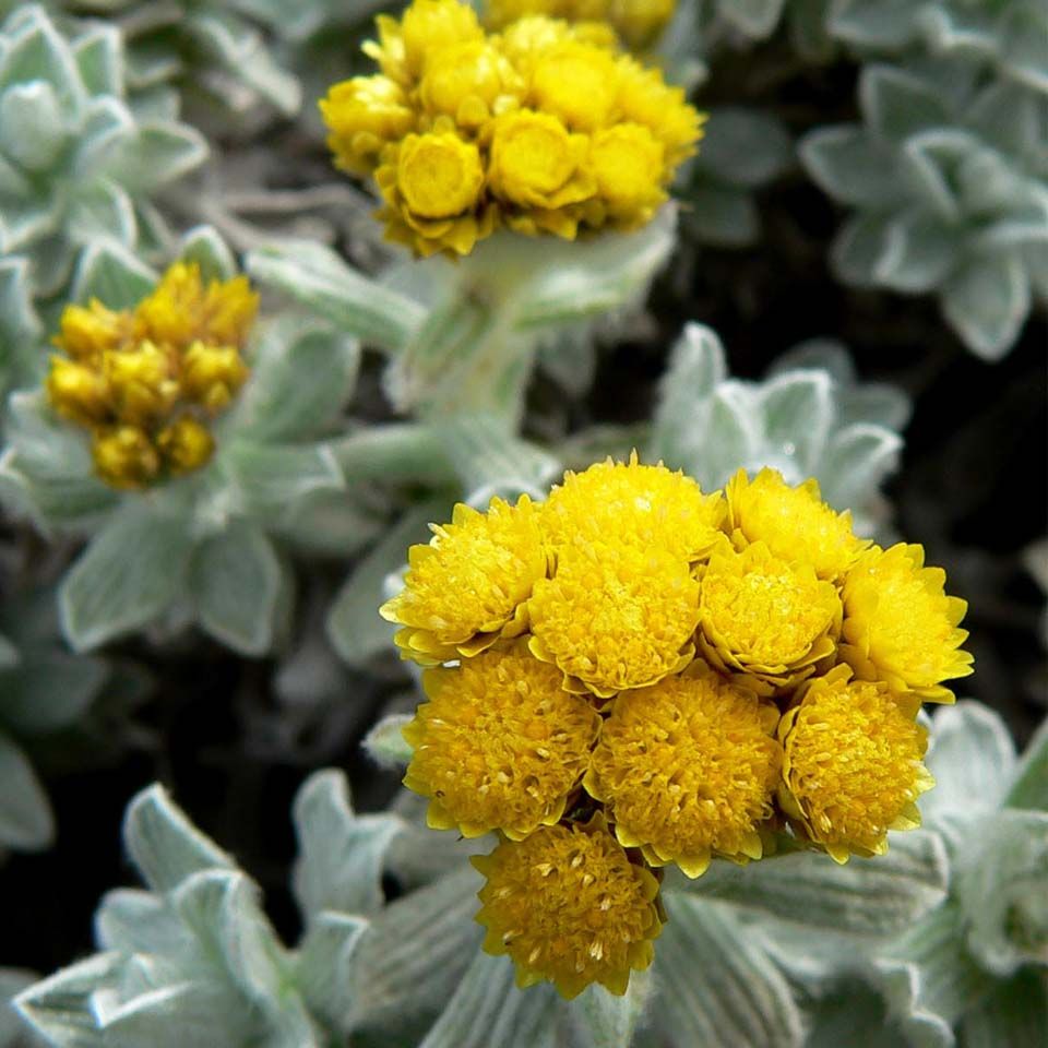 Extracto de Siempreviva ecológico: El ingrediente definitivo para combatir el envejecimiento de la piel