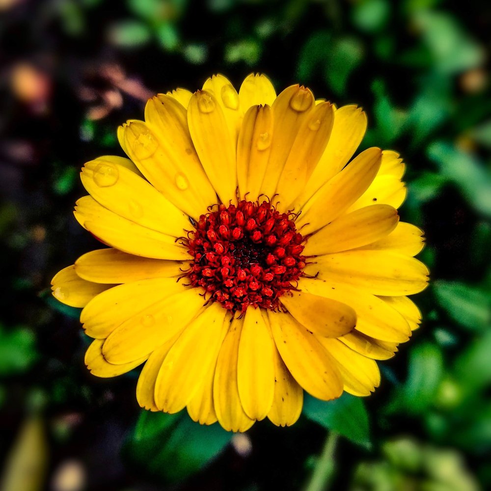 ¿Para qué sirve la caléndula?