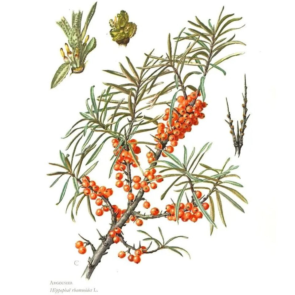 Aceite de Espino Amarillo. Un aliado para las pieles maduras.